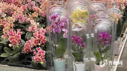 “花骨朵”成長為“大產(chǎn)業(yè)” 青州年花卉交易額過百億