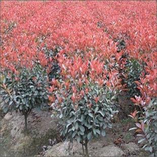 苗木花卉與農(nóng)副產(chǎn)品的市場前景——以雪松、廣玉蘭、香樟及蔬菜為例