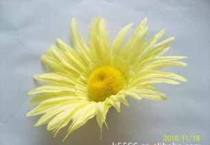 仿真花、假花、手工花與鞋花市場概覽 價(jià)格、廠家與圖片解析