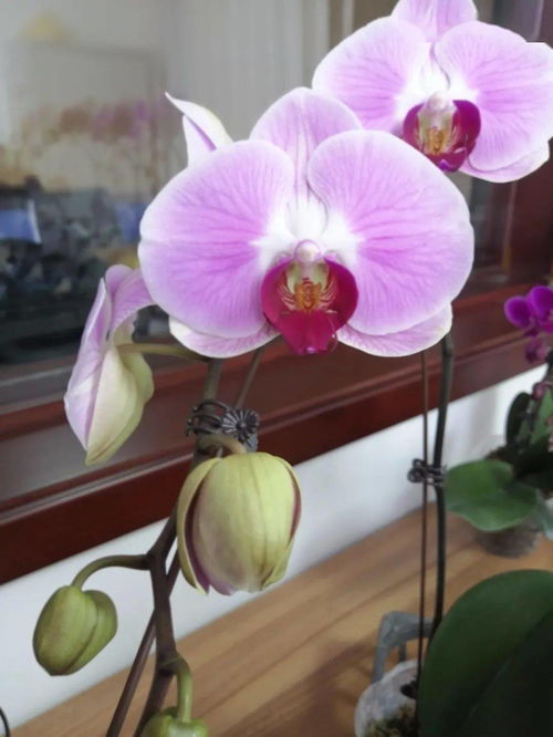 和潤(rùn)農(nóng)業(yè) 精品花卉與蔬菜火熱上市，點(diǎn)亮您的生活與餐桌