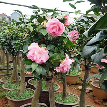 茶花盆栽與油茶嫁接 專業(yè)服務(wù)，全國承接