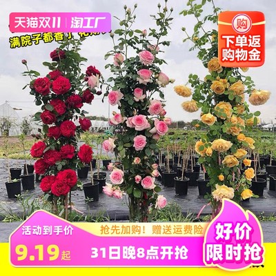 指尖上的綠色革命 當(dāng)網(wǎng)購遇上蔬菜新潮流